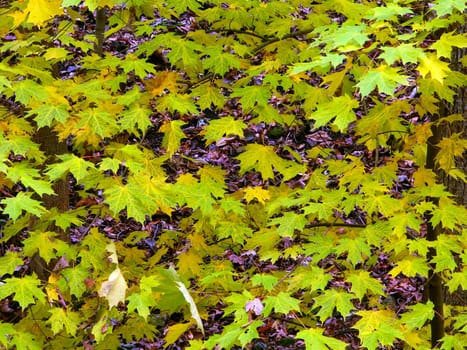 Leaves turn to yellow as fall appraoches in northern Illinois.