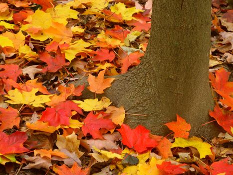 Vibrant red and yellow leaves at the base of a tree in northern Illinois.