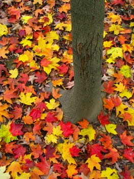 Vibrant red and yellow leaves at the base of a tree in northern Illinois.