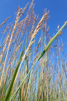 Tallgrass prairie at Nachusa Grasslands of northern Illinois.