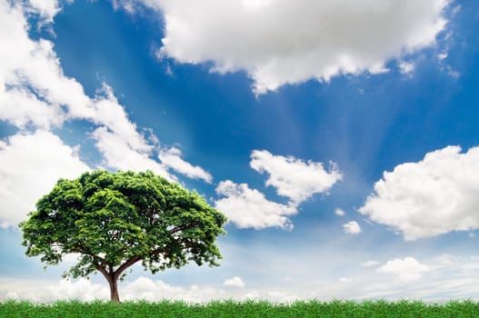 green field under the blue sky