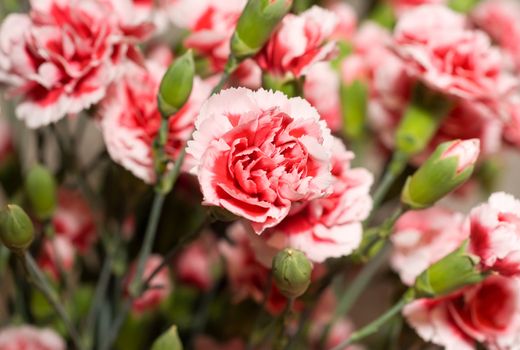 Beautiful carnation flowers or pinks in the flowerbed