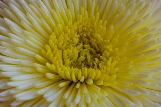 Thai yellow flower,Gerbera