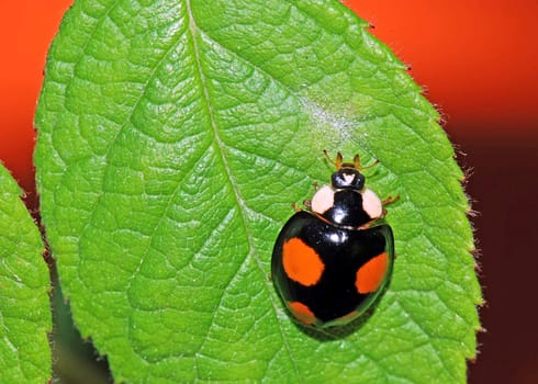 A  color ladybird in a green leaf