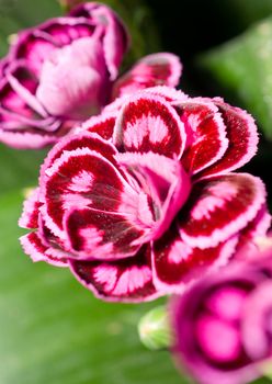 Close-up of carnation or pink in the flowerbed