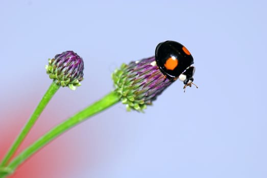 A  Color ladybird in a Purple flower