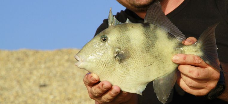 triggerfish