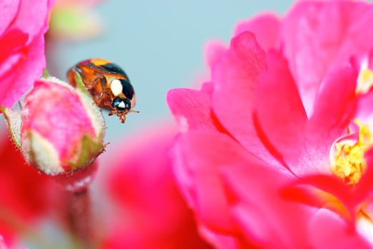 A  yellow ladybird in a  pink flower