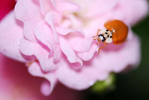 A  yellow ladybird in a  pink flower