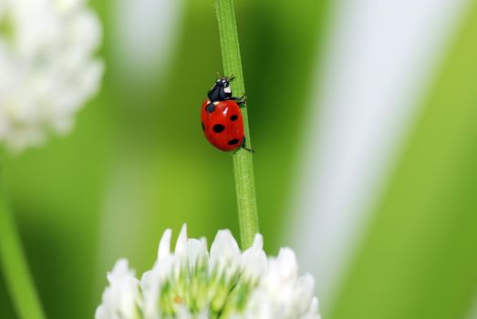 A  red ladybird in a green leaf