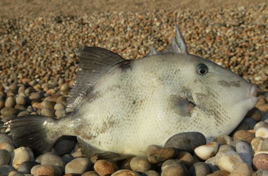 triggerfish