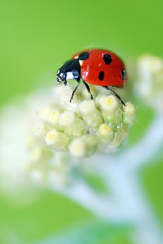 A  red ladybird in a  white flower