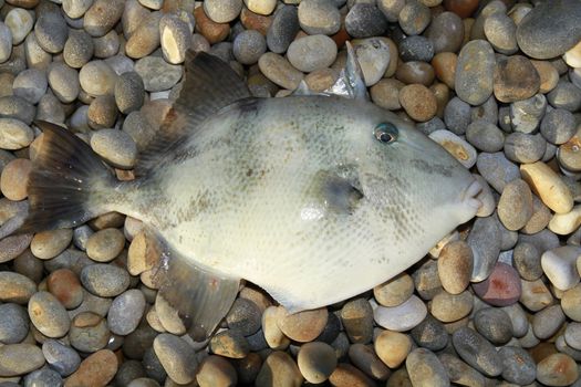 triggerfish