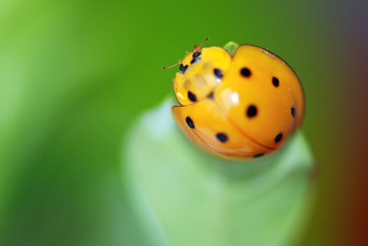 A  yellow ladybird in a white flower