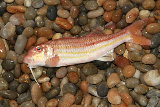 Red mullet