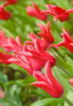 Dutch Flowers, Red tulips in Keukenhof park in Holland