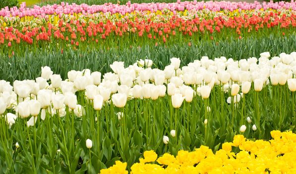 Dutch tulips flowerbed in Keukenhof park in Holland