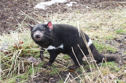 Rare Tasmanian devil (Sarcophilus harrisii), carnivorous marsupial of the family Dasyuridae now found in the wild only in the Australian island state of Tasmania.