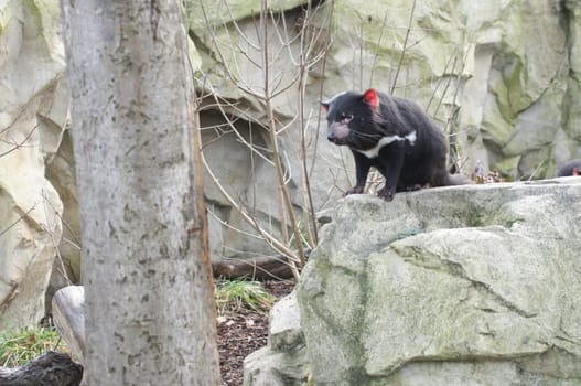 Rare Tasmanian devil (Sarcophilus harrisii), carnivorous marsupial of the family Dasyuridae now found in the wild only in the Australian island state of Tasmania.