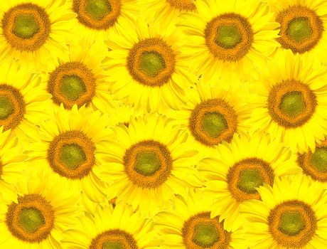 background from sunflowers heads