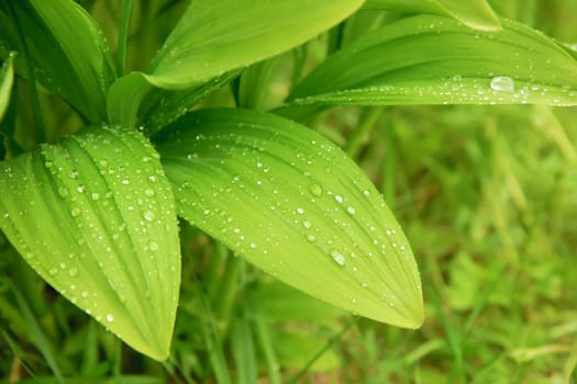 lush green leaves of wild garlic with water drops on a sunny day
