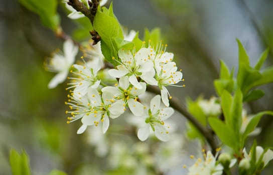 blossoming plum tree in spring