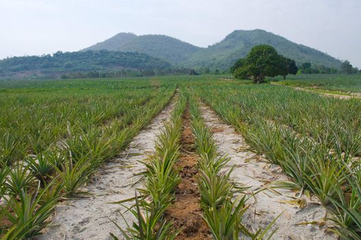 landscape of pineapple farm