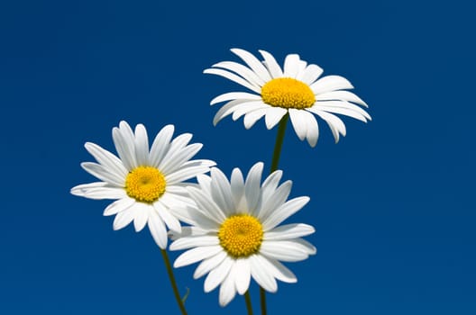 three chamomiles against blue sky, selective focus