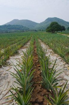 landscape of pineapple farm