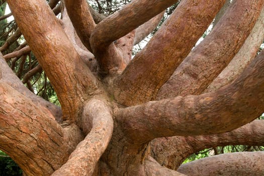 close-up trunk of old tree