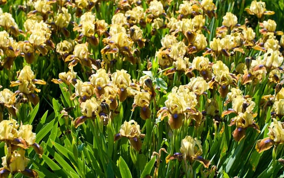 close-up yellow-brown irises on field