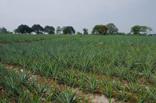 landscape of pineapple farm