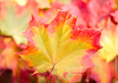 autumn maple leaf on many-coloured background 