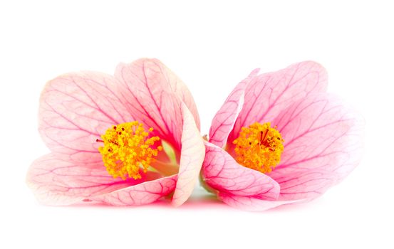 close-up pink flowers, isolated on white