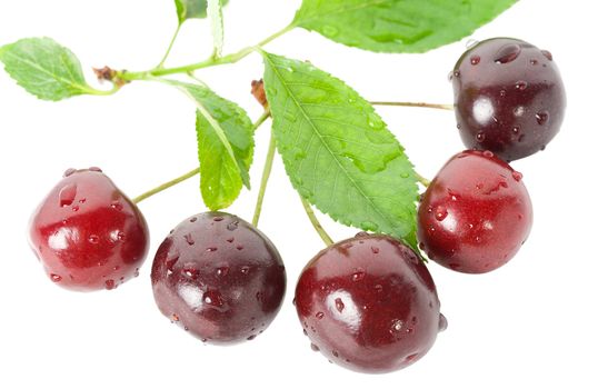 ripe cherries with leaves, isolated on white