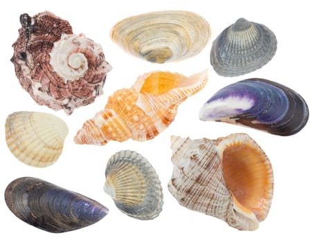 set of seashells, isolated on white