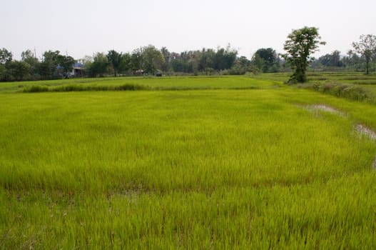rice farm in Thailand