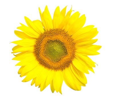 sunflower head, isolated on white