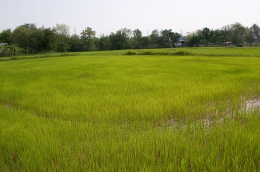 rice farm in Thailand