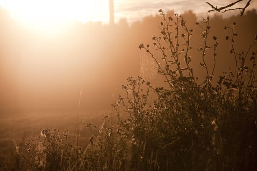 an image of dry grass and sunrays