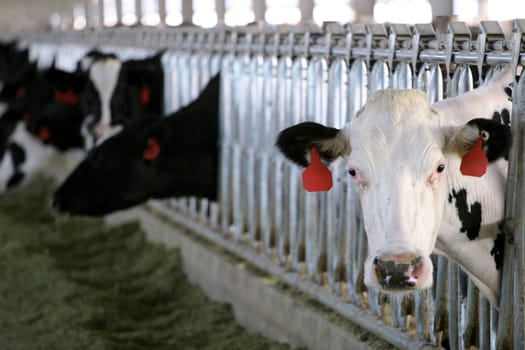 White Dairy holstein heifer at feeding time