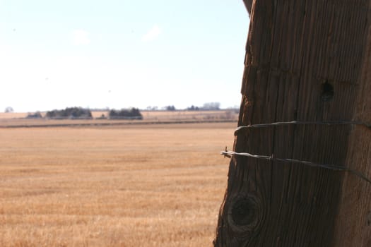 Old wood knotty fence post with rusty barbed wire wrapped around it with autumn field in background