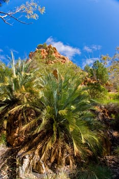 tropical vegetation in the northern territory, australia