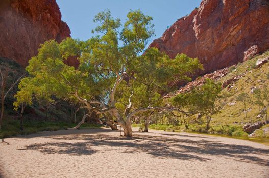 desert pond in the red center desert, northern territory australia