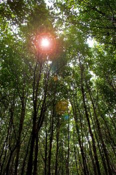 mangrove forest in Thailand