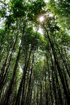 mangrove forest in Thailand