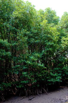 mangrove forest in Thailand