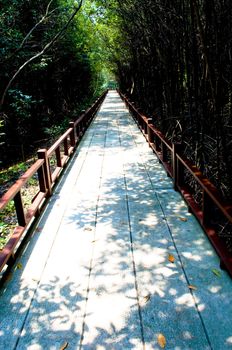 mangrove forest in Thailand