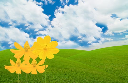 yellow flower on green field