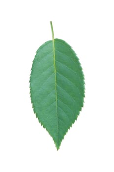 isolated green leaf on white background